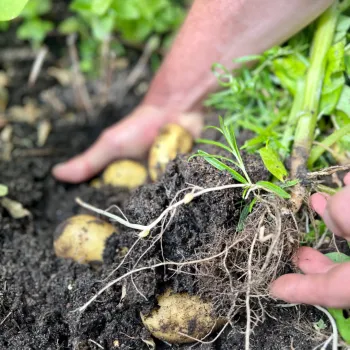Potatoes